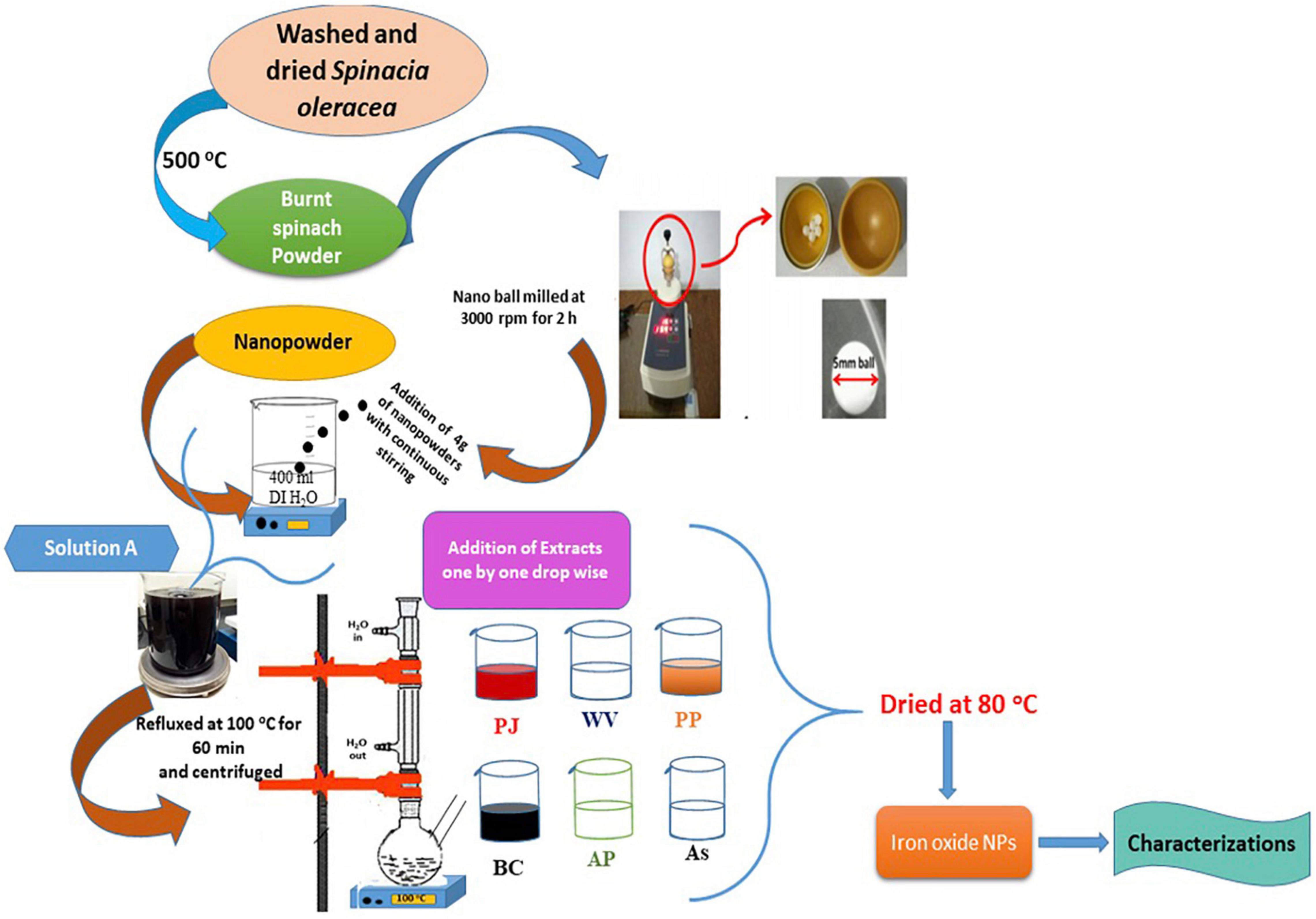 Highly antimicrobial activity of cerium oxide nanoparticles synthesized  using Moringa oleifera leaf extract by a rapid green precipitation method -  ScienceDirect