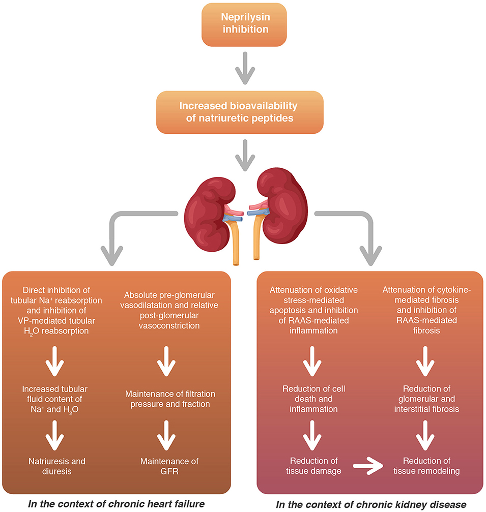 Frontiers Sacubitril Valsartan Clinical Benefits And Related