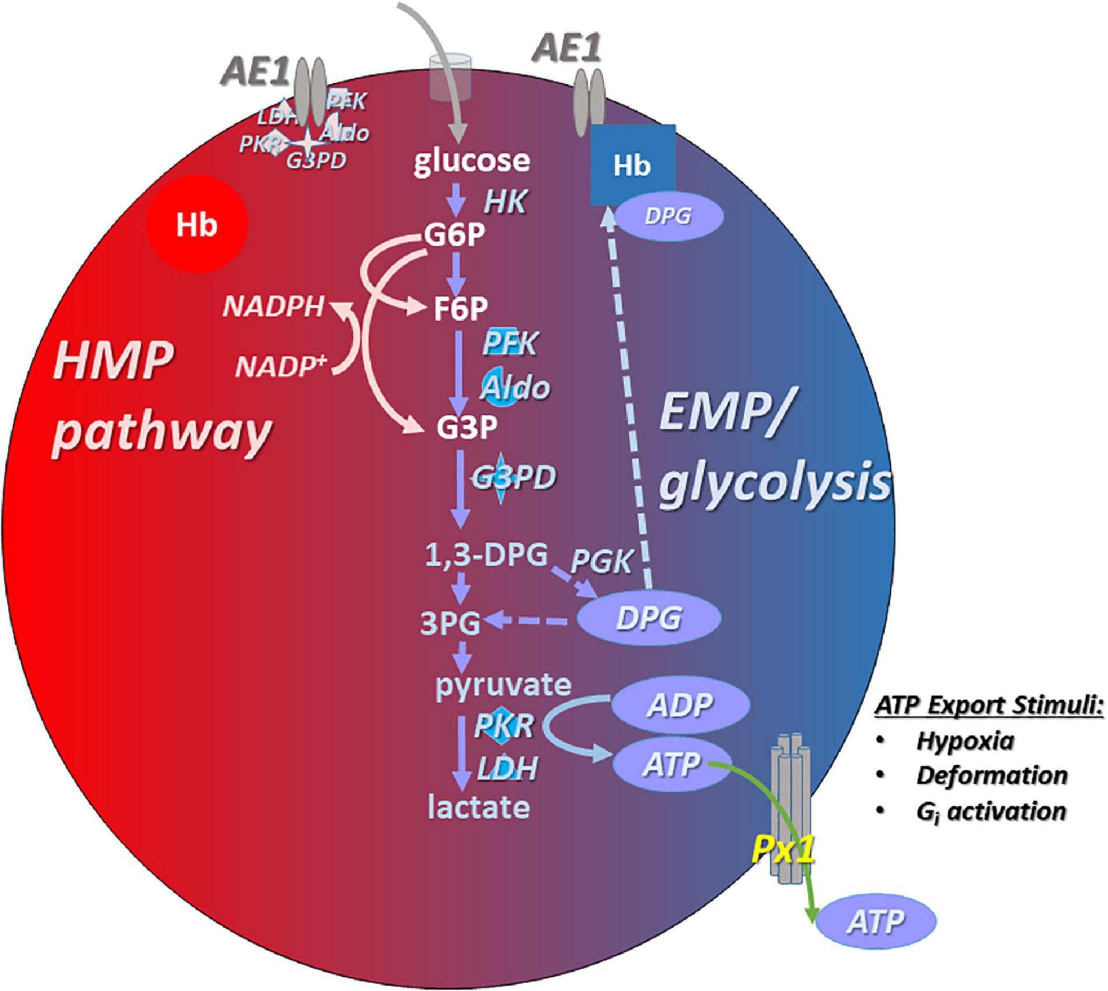 Frontiers | Generation and Export of Red Blood Cell ATP in Health and  Disease