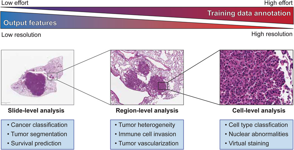 self supervised visual representation learning for histopathological images