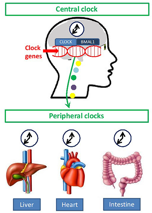Figure 1 - The body’s central and peripheral clocks regulate its functions.