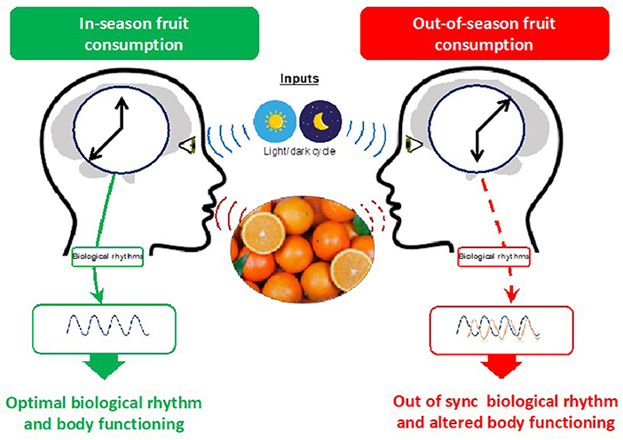 Figure 3 - Consumption of polyphenol-rich fruits in-season may cause improve body functions, by synchronizing correctly the biological rhythms.