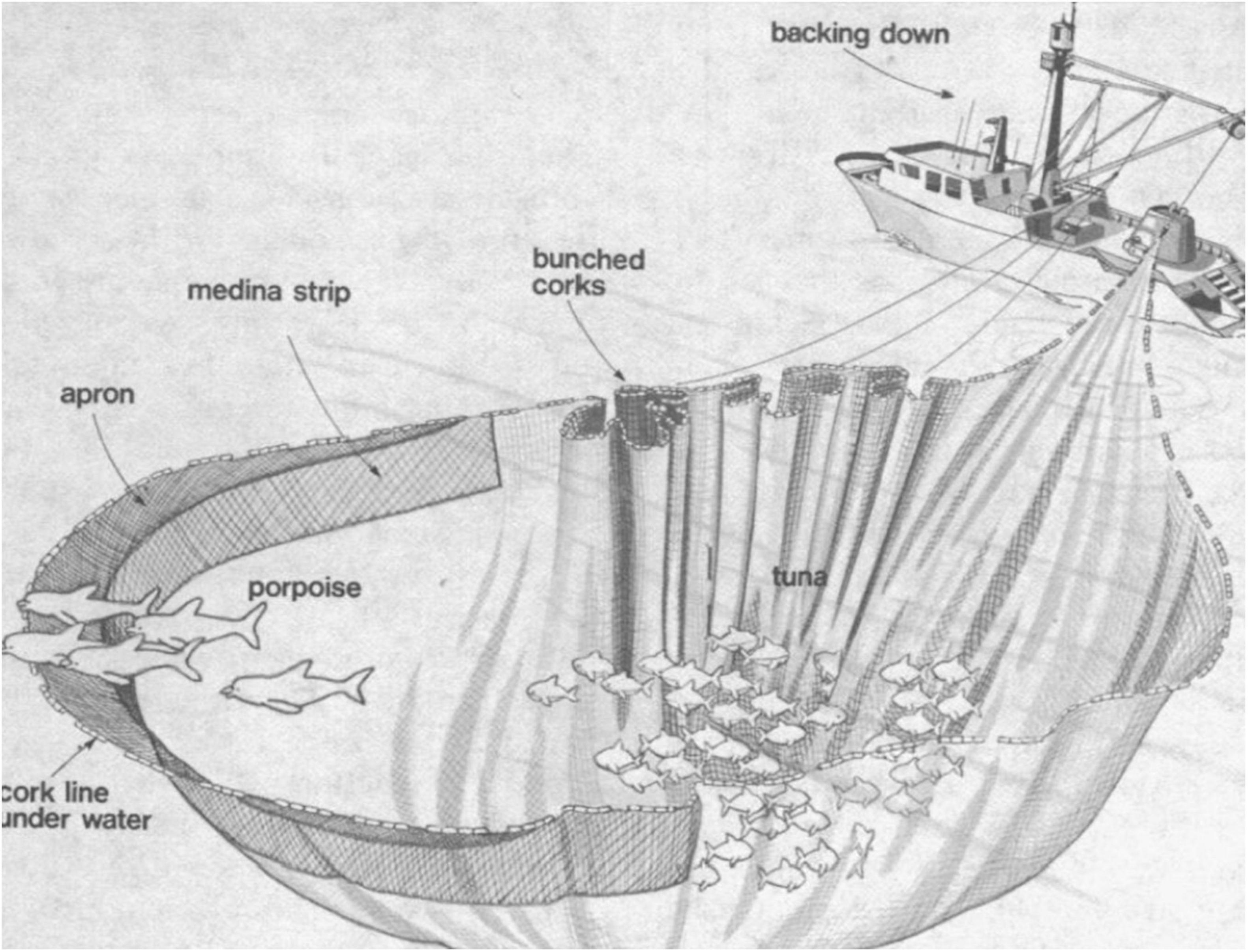 Frontiers  A History of the Tuna-Dolphin Problem: Successes