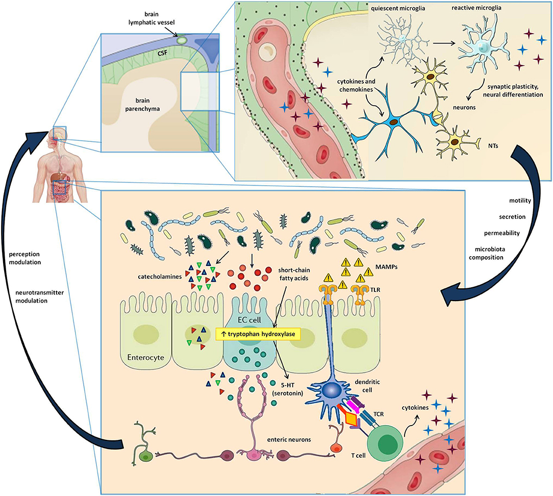 Frontiers The Gut Brain Immune Axis In Autism Spectrum Disorders A
