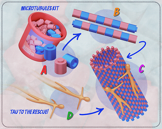 Figure 1 - (A) Microtubules are assembled from Lego-like pieces.