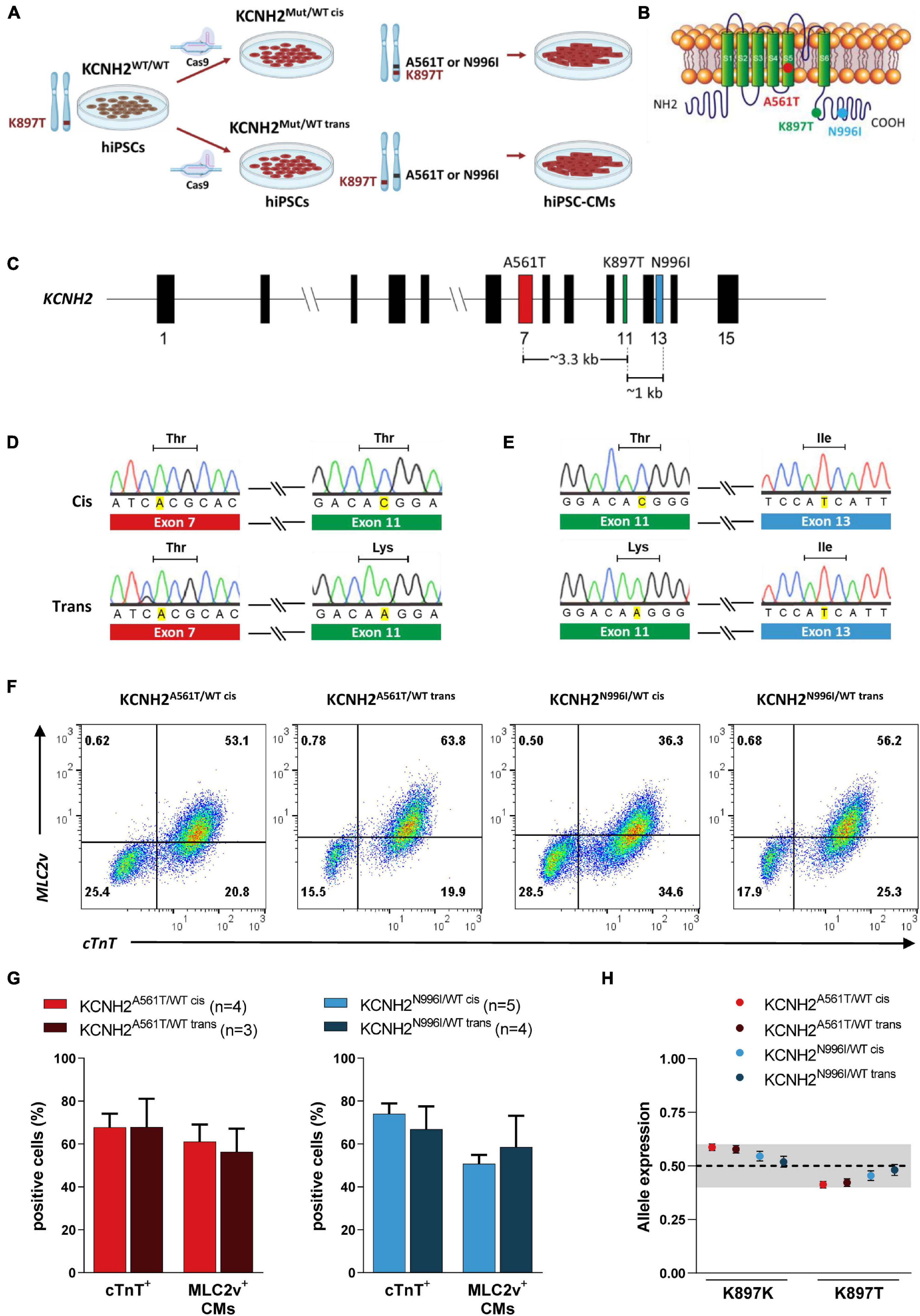 Generation of HEXA-deficient hiPSCs from fibroblasts of a Tay