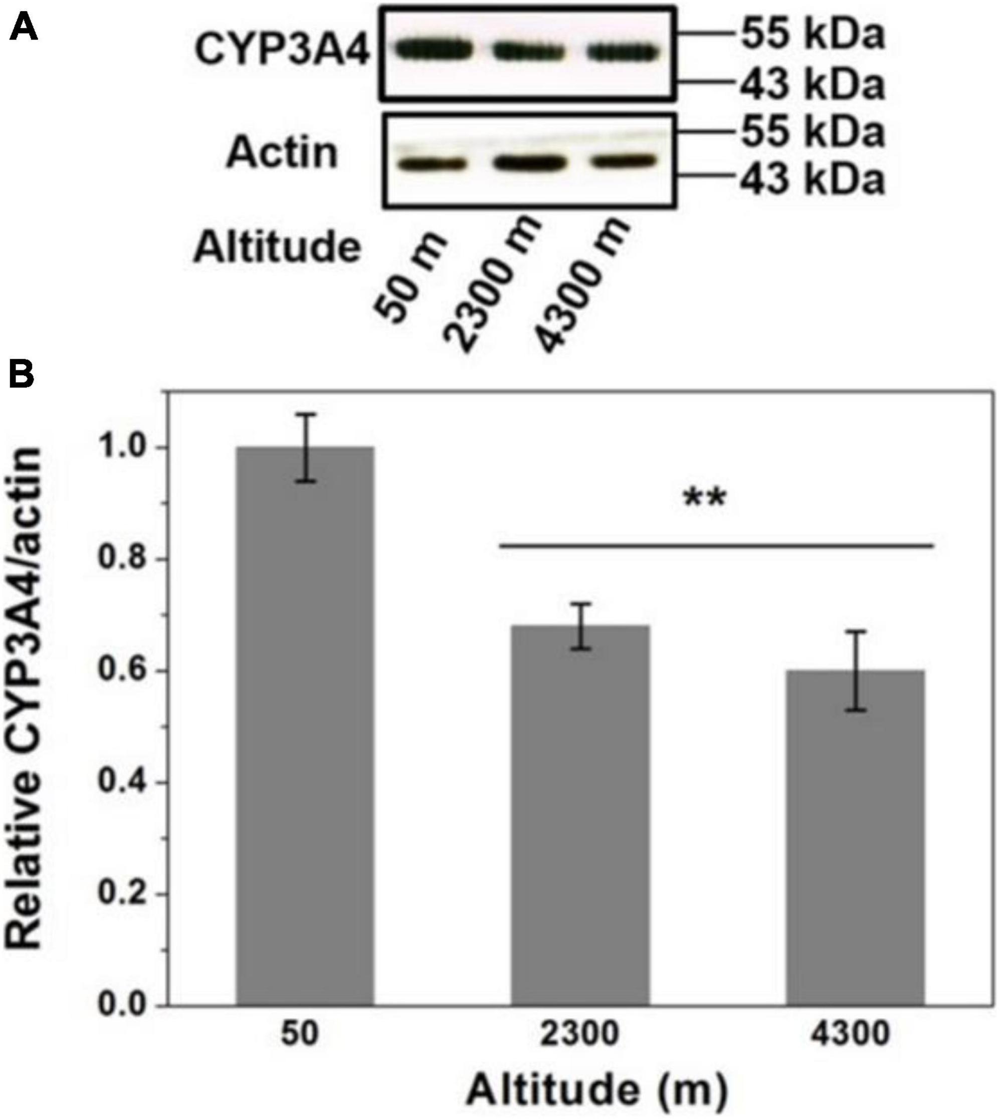 Frontiers  Impact of High-Altitude Hypoxia on Bone Defect Repair