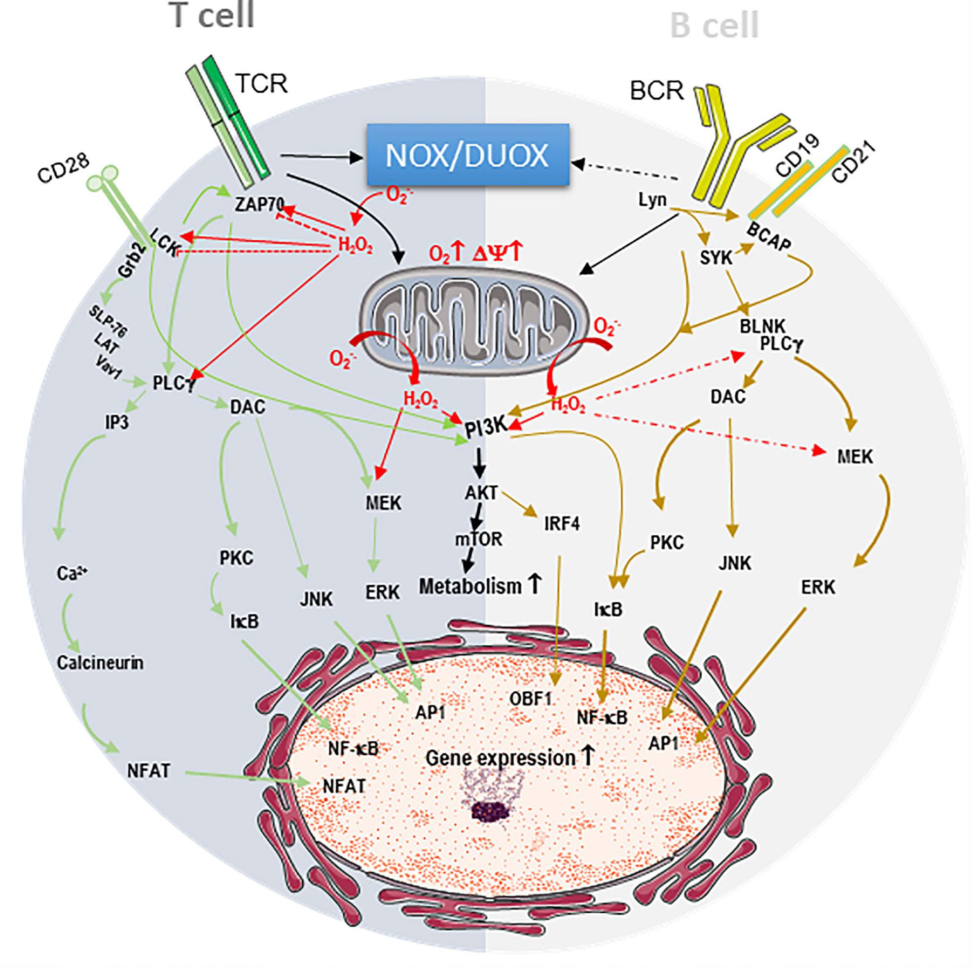 Peroxynitrite (ONOO − ) formation from NO and superoxide anion (O 2 •−