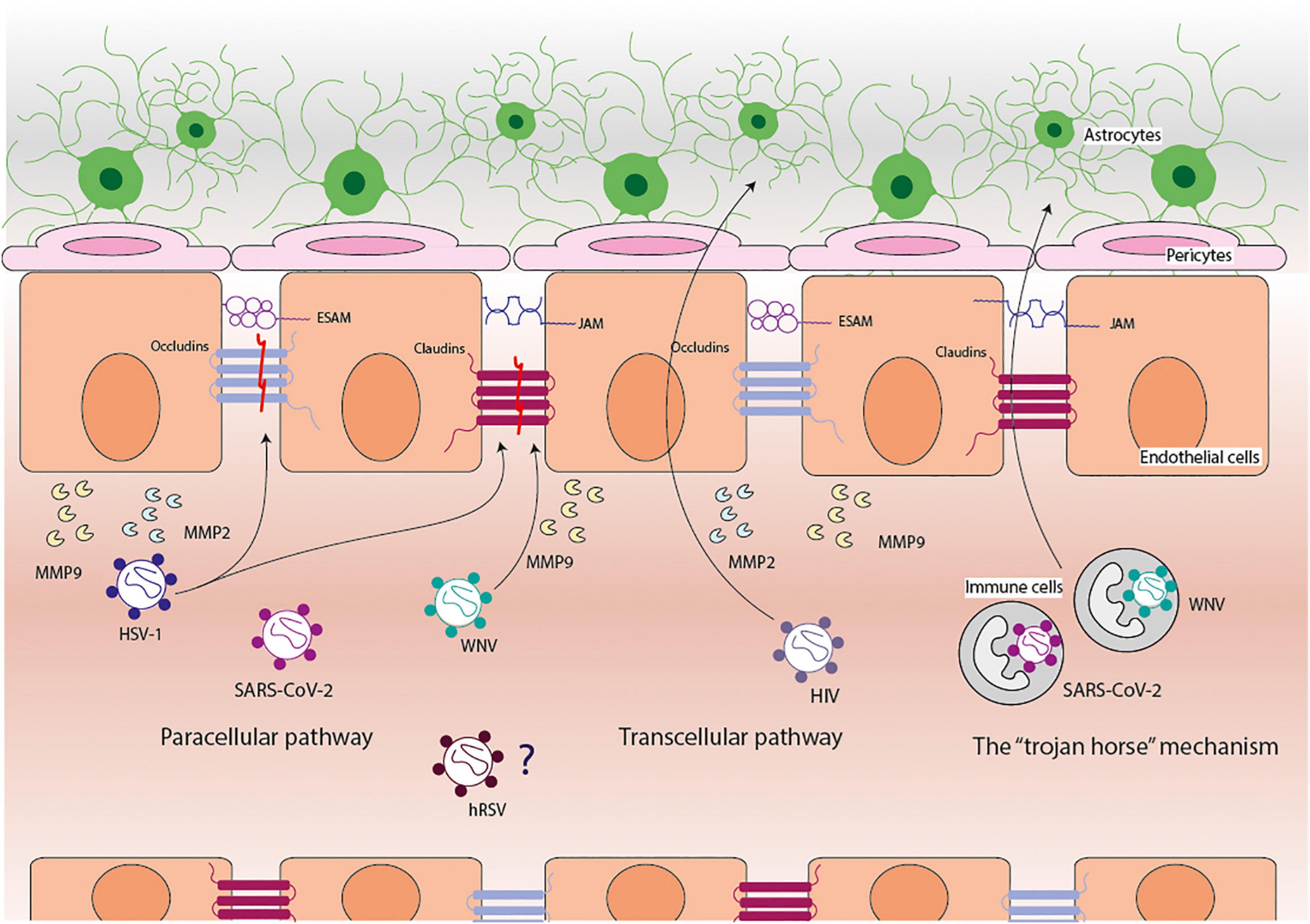 Herpes Simplex Virus-1 in the Brain: The Dark Side of a Sneaky Infection:  Trends in Microbiology