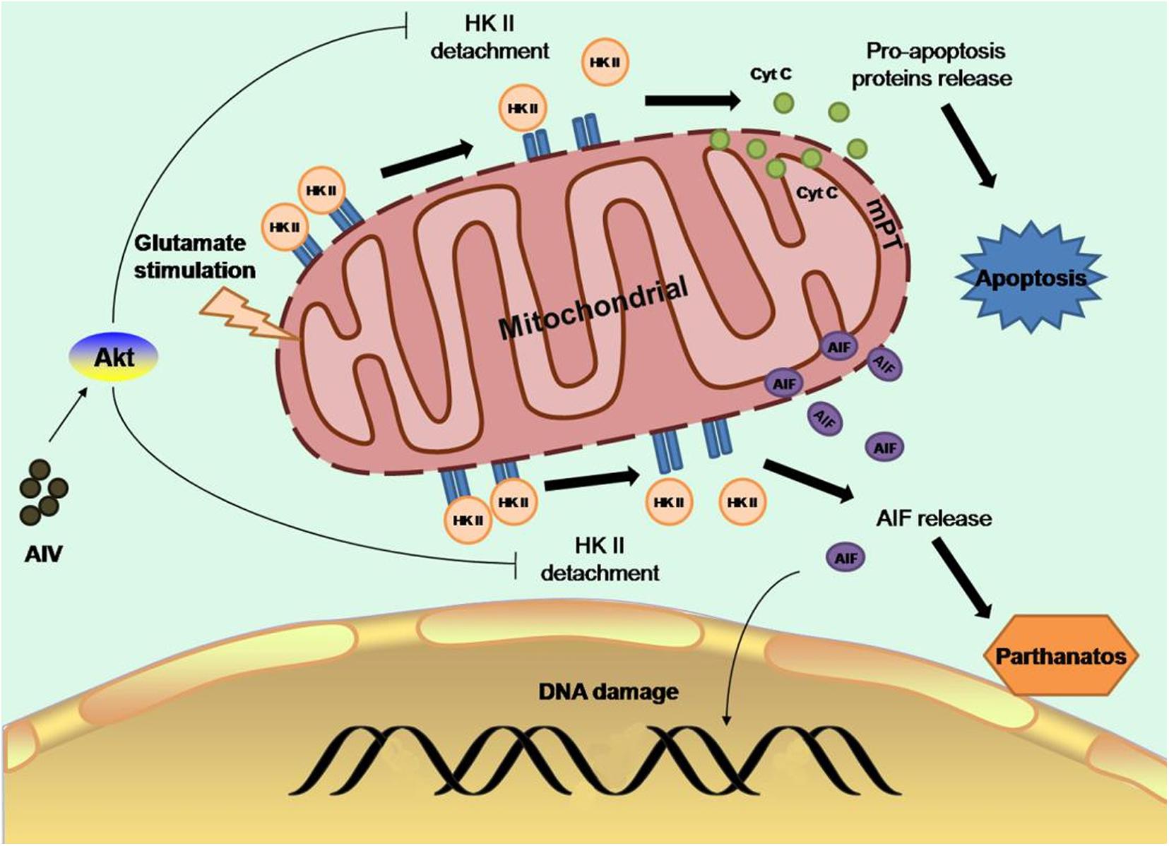 Astragaloside IV can preserve mitochondrial HK-II and subsequently protect neurons from apoptosis and cell death by promoting the binding of Akt to HK-II, which activates Akt and protects mitochondrial HK-II, improving glycolysis, and protecting hexokinase (Springer). Astragaloside IV can preserve mitochondrial HK-II and subsequently protect neurons from apoptosis and cell death by promoting the binding of Akt to HK-II, which activates Akt and protects mitochondrial HK-II, improving glycolysis, and protecting hexokinase (Springer).