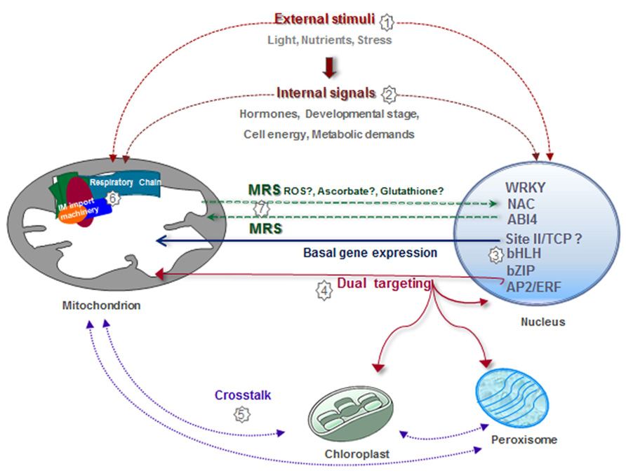 Diagram Of Mitochondria In Cell Gallery - How To Guide And 