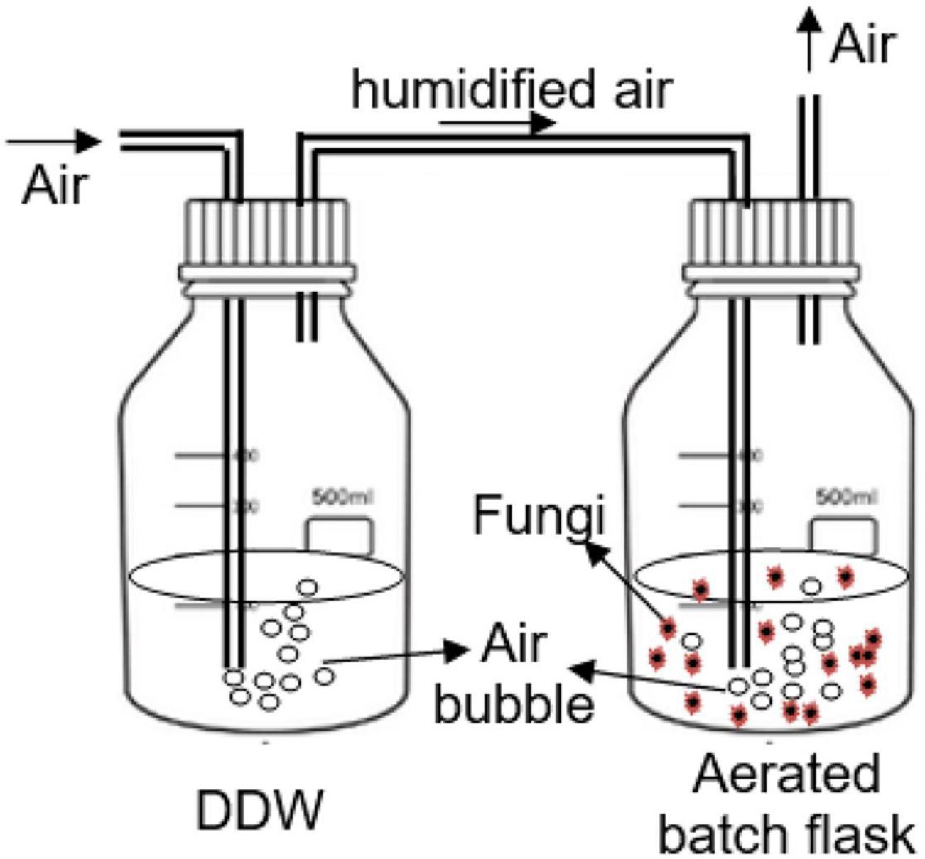 Frontiers | Assessing the Fungal Simultaneous Removal Efficiency