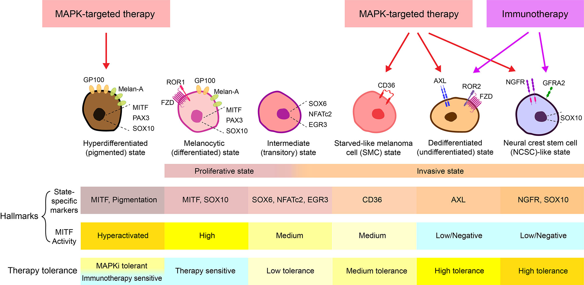 Inspektion Shetland noget Frontiers | Melanoma Plasticity: Promoter of Metastasis and Resistance to  Therapy