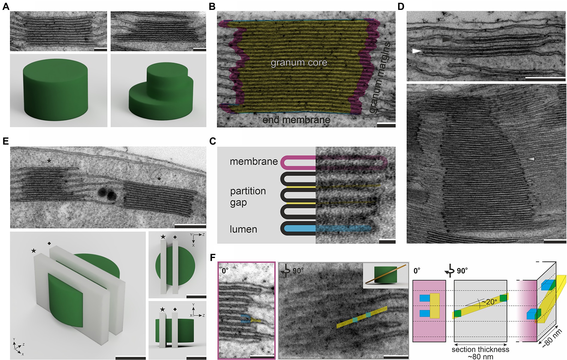 Main structural features of the chloroplasts (plastids) in different