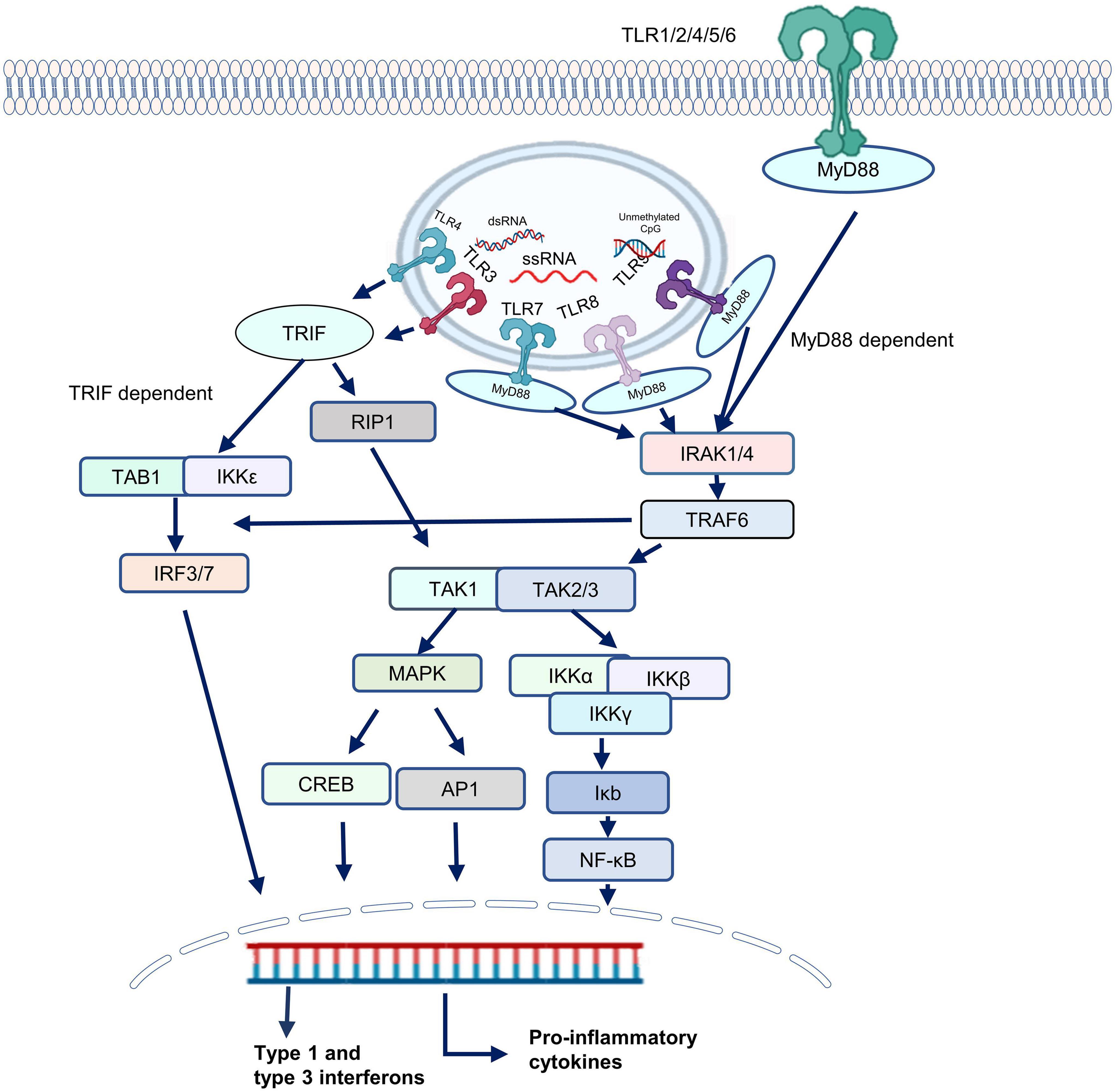 Frontiers Toll Like Receptors As A Therapeutic Target In The Era Of 
