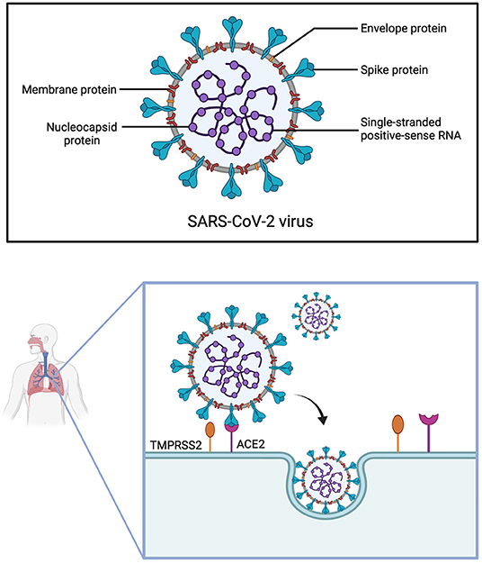 Frontiers Molecular And Physiological Aspects Of Sars Cov Infection