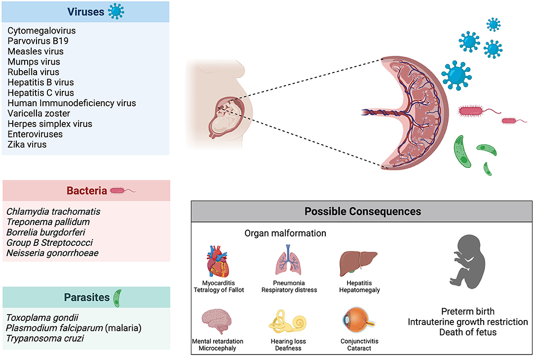 Frontiers Molecular And Physiological Aspects Of Sars Cov Infection