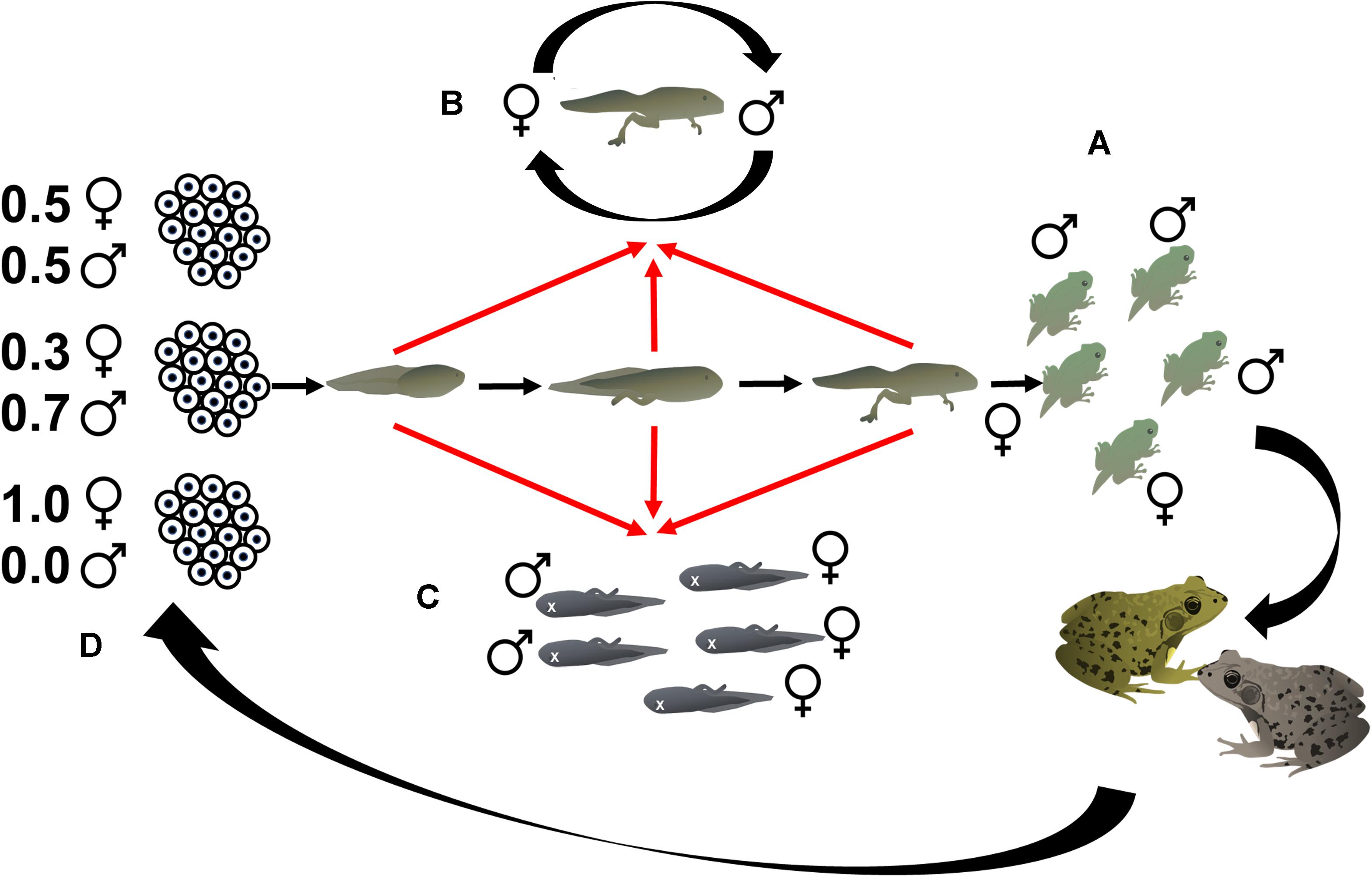 Frontiers Sex-Biased Mortality and Sex Reversal Shape Wild Frog Sex Ratios