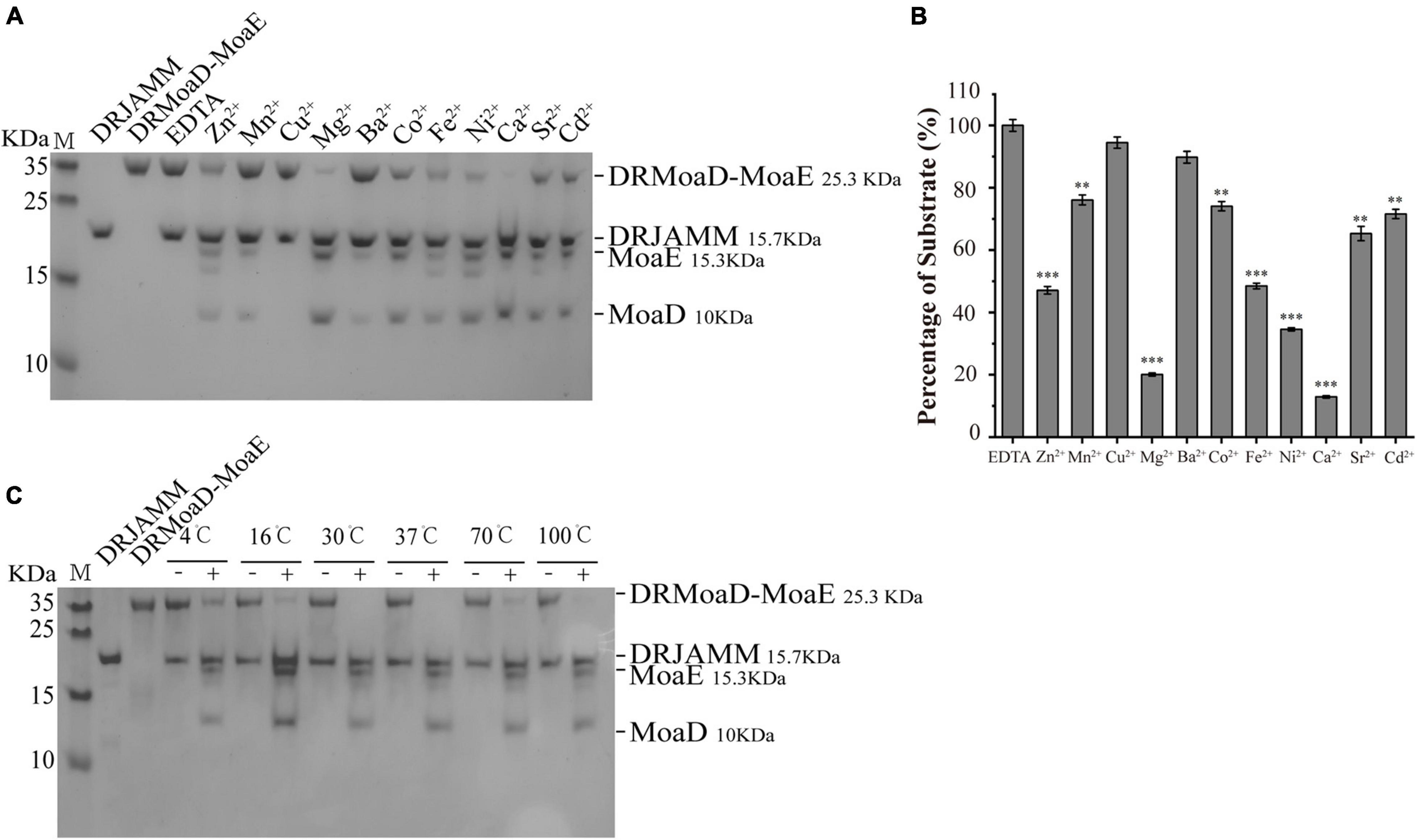 Accumulation of Mn(II) in Deinococcus radiodurans Facilitates