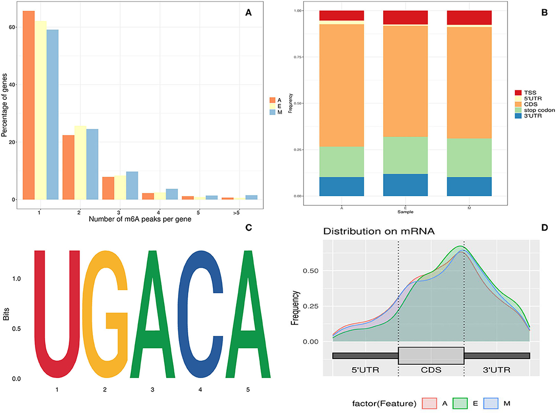 Motifs detected by DREME on the MeRIP-seq datasets