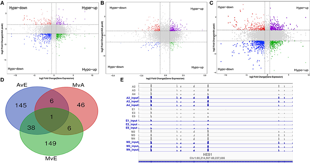 Motifs detected by DREME on the MeRIP-seq datasets