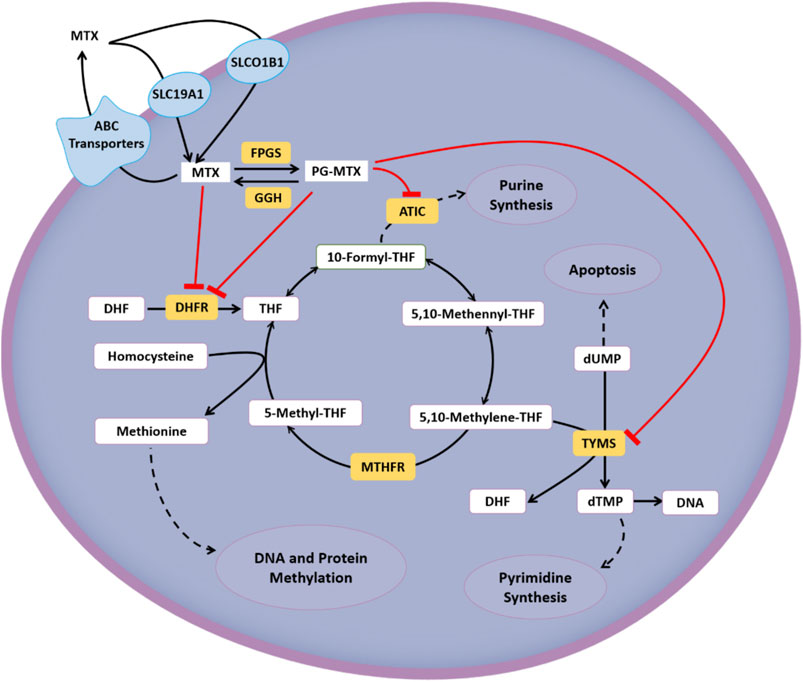 folate metabolism methotrexate