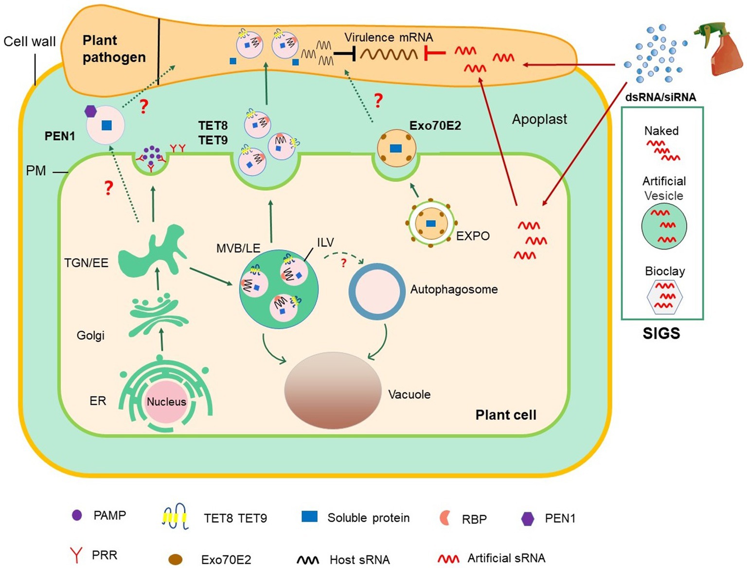 Frontiers | Extracellular Vesicles: Emerging Players in Plant Defense  Against Pathogens