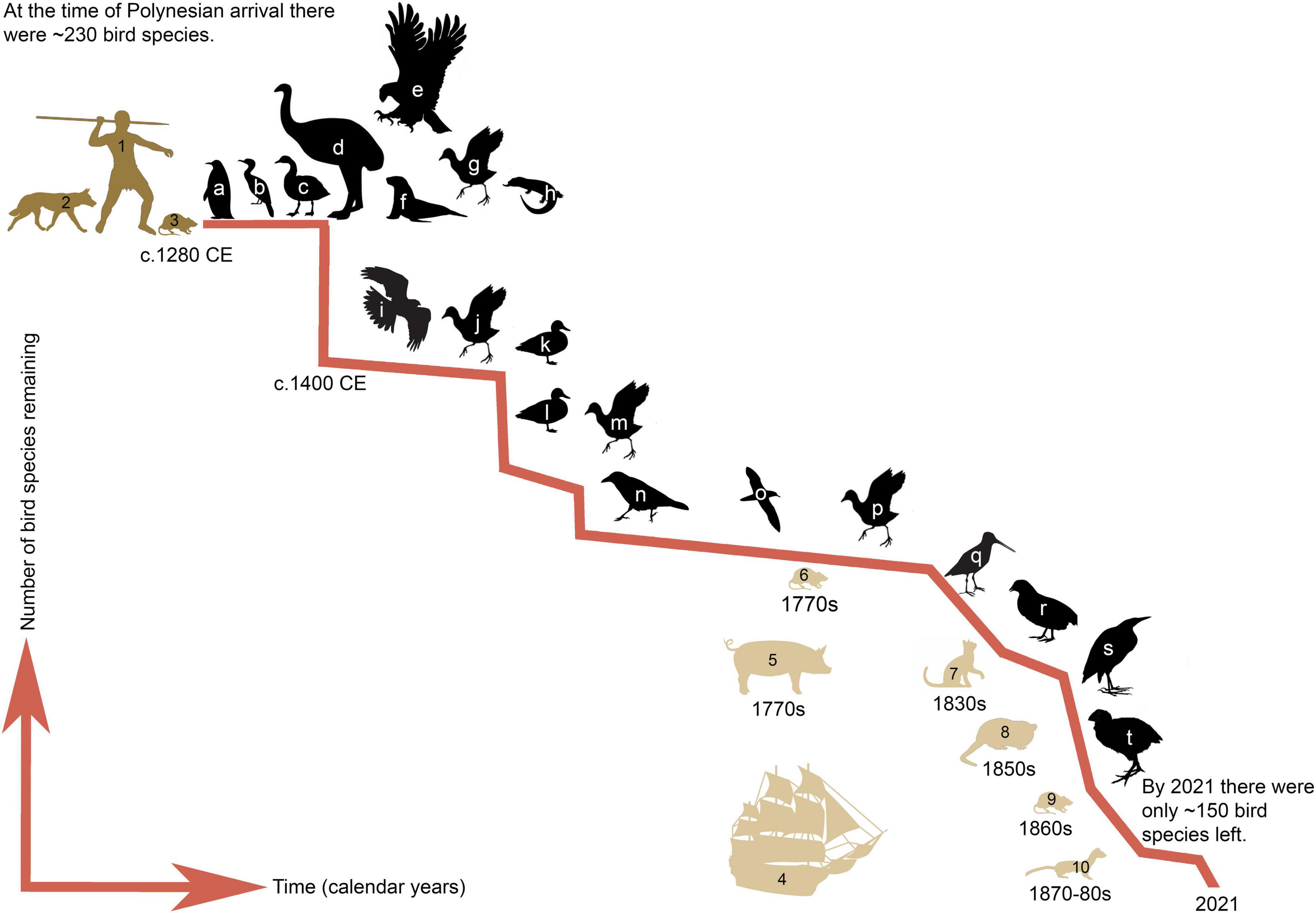 Frontiers  The Contribution of Kurī (Polynesian Dog) to the Ecological  Impacts of the Human Settlement of Aotearoa New Zealand