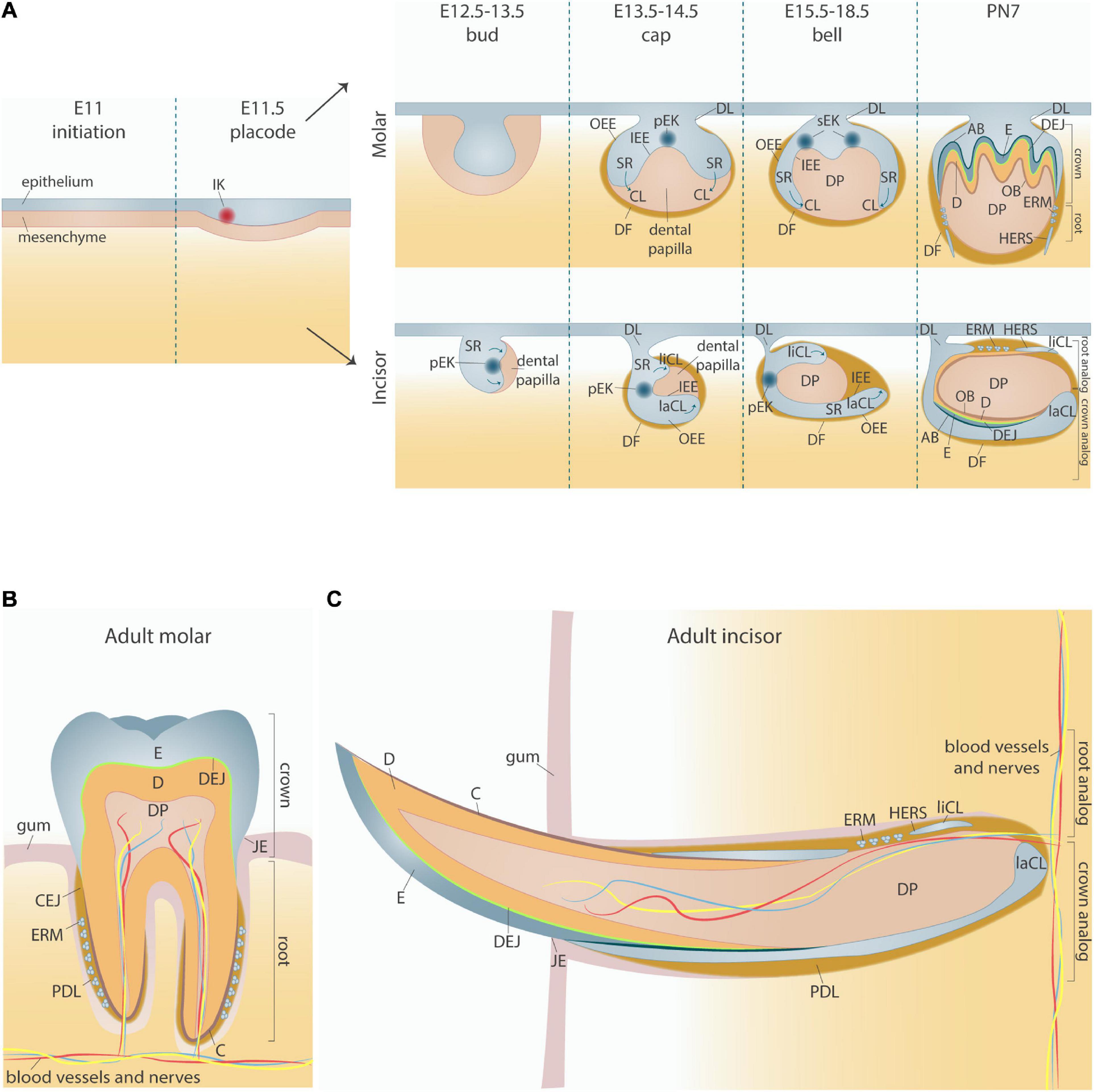 Frontiers  Adhesion of Teeth
