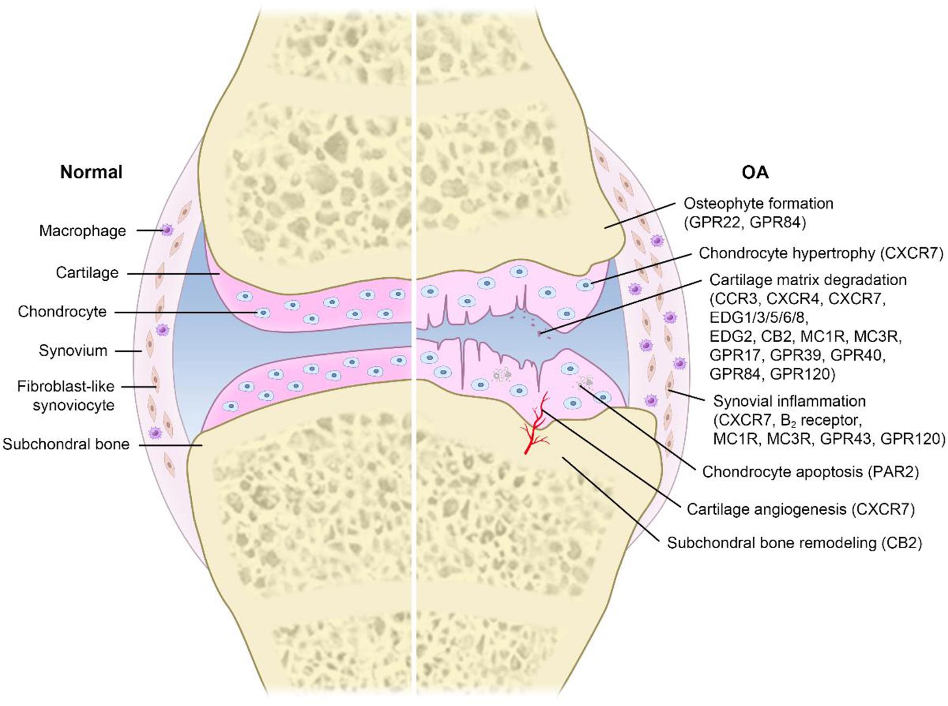 Frontiers G Protein Coupled Receptors In Osteoarthritis A Novel Perspective On Pathogenesis