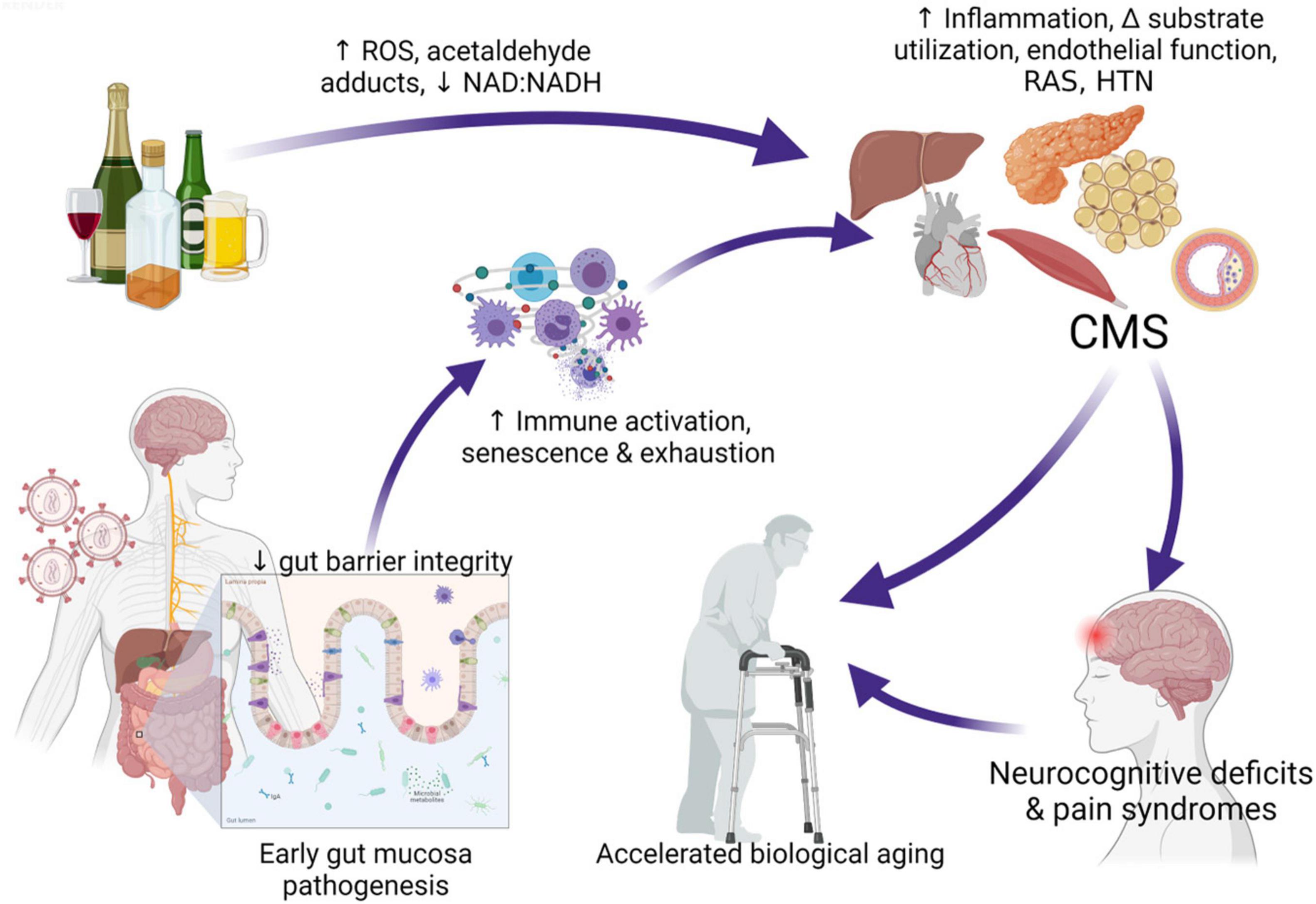 Frontiers Pathophysiological Consequences Of At Risk Alcohol Use 