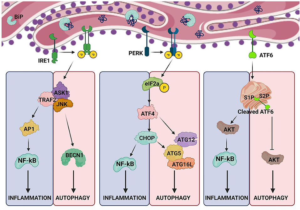 Autophagy and ER stress