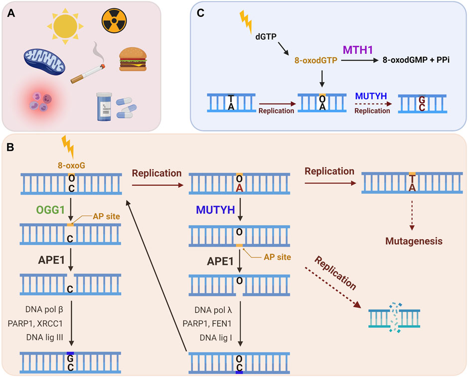 Stuepige Seaside grill Frontiers | Roles for the 8-Oxoguanine DNA Repair System in Protecting  Telomeres From Oxidative Stress