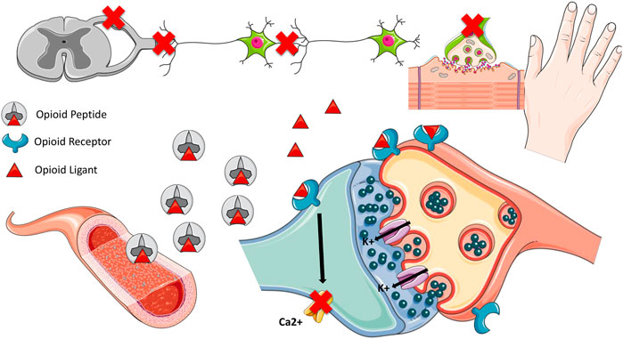 Frontiers | Opioids In Covid-19: Two Sides Of A Coin