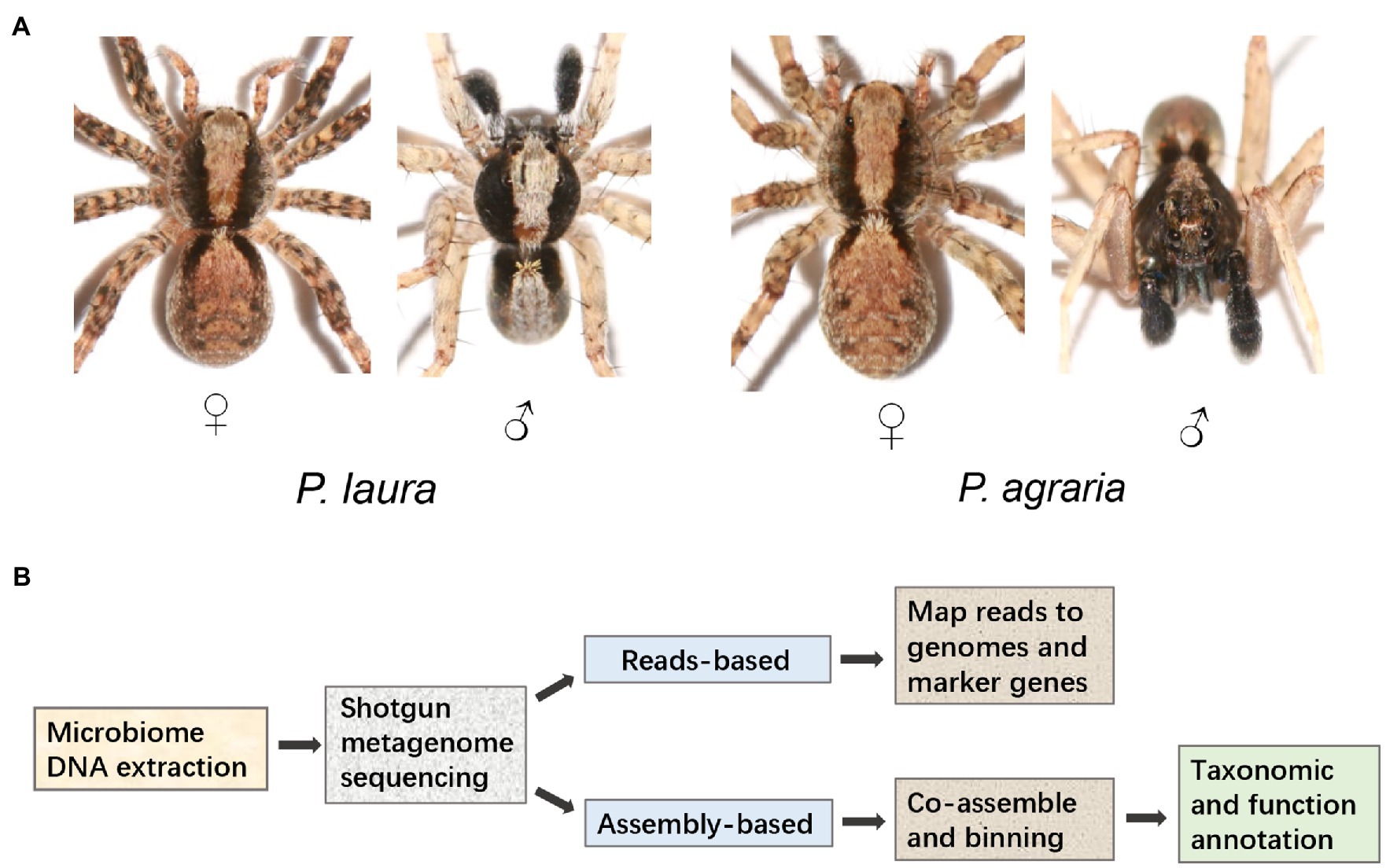 Discover 10 Types of Wolf Spiders - A-Z Animals