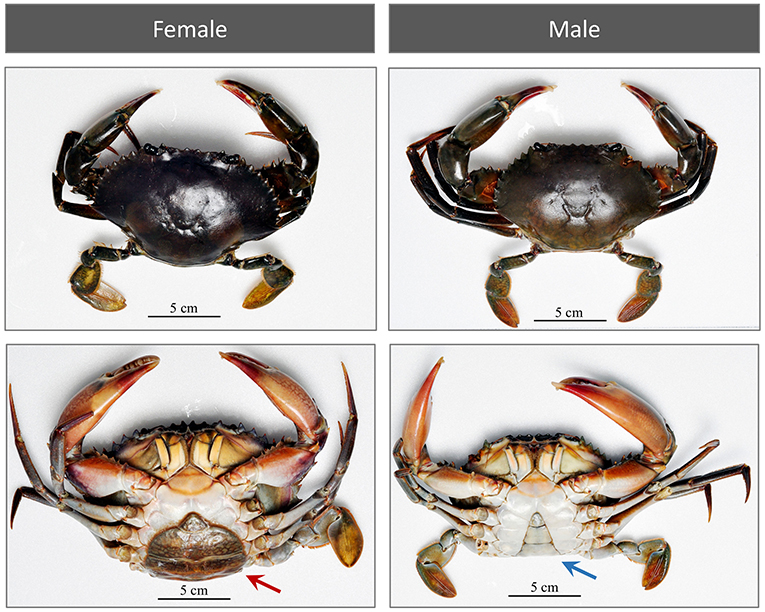 Figure 1 - The sex of mud crabs can be determined by the shape and color of their abdomens.