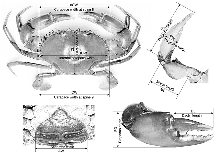 Figure 2 - For this study, we measured various body parts including carapace length (CL), internal carapace width (ICW), carapace width at spine 9 (CW), carapace width at spine 8 (8CW), the right cheliped’s propodus length (PL), the right cheliped’s propodus width (PW), the right cheliped’s merus length (ML), the right cheliped’s dactyl length (DL) and the right cheliped’s propodus depth (PD). We also measured abdomen width (AW).