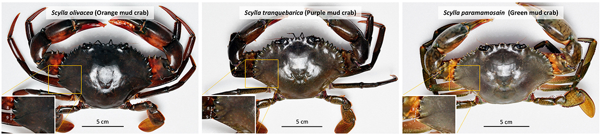 Figure 3 - When we look closer at the last two spines (spine 8 and spine 9) of the carapace of mud crabs as marked in yellow triangle, it is obvious that the spine 9 of orange mud crab would not exceed the length of spine 8, but the spine 9 of purple and green mud crabs are always longer than their spine 8.