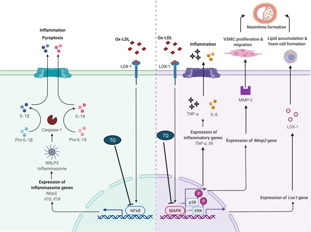 Plasma Levels of the Chemokines Monocyte Chemotactic Proteins-1 and -2 Are  Elevated in Human Sepsis - ScienceDirect