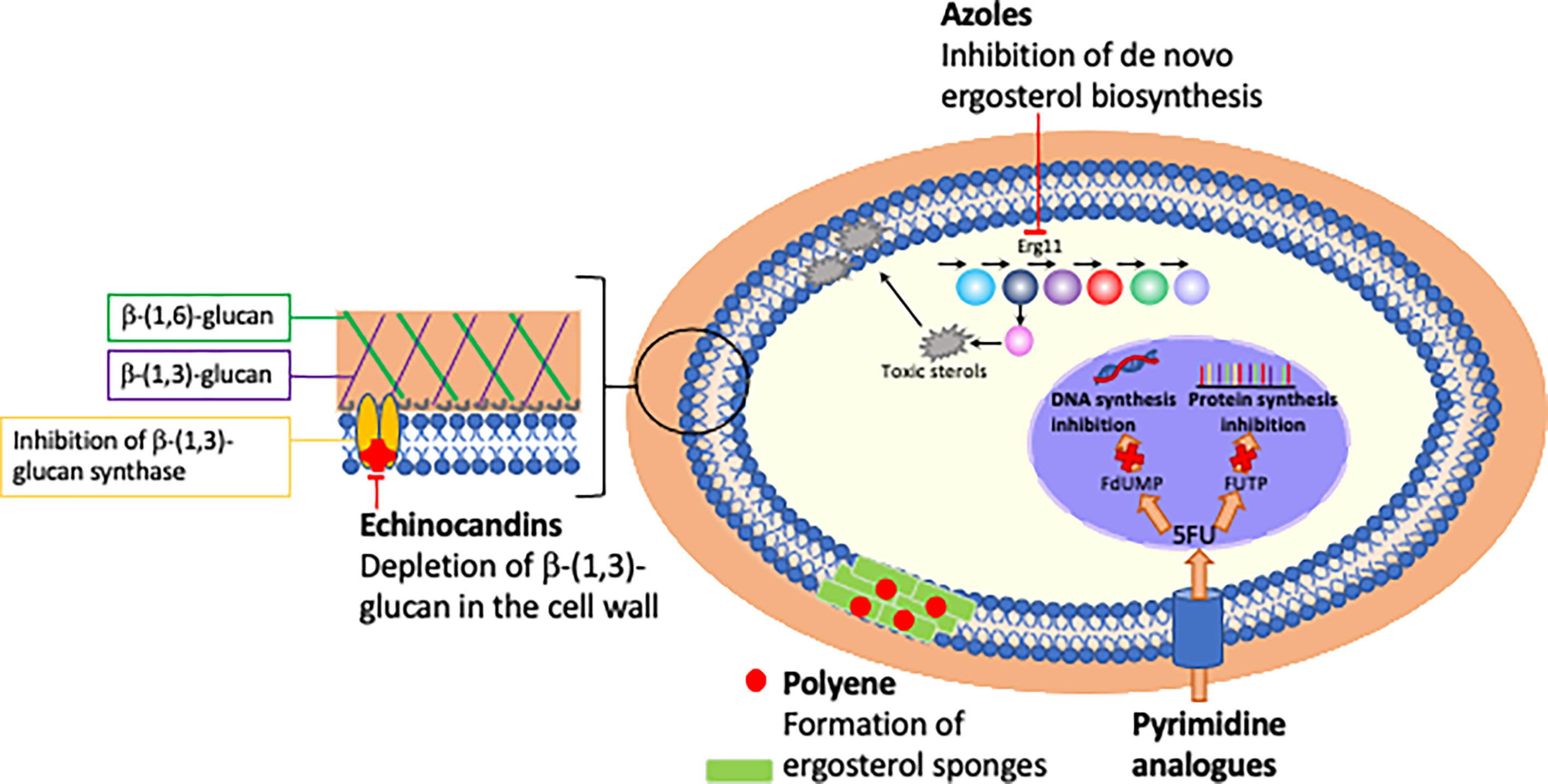 Frontiers  Antibiotic Treatment, Mechanisms for Failure, and Adjunctive  Therapies for Infections by Group A Streptococcus