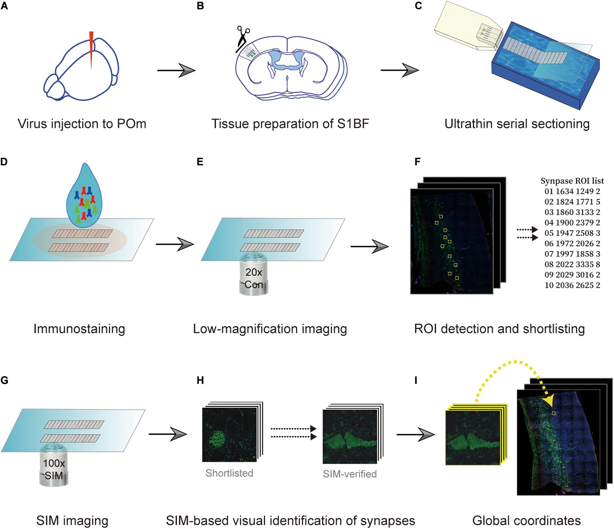 Scientists discover unique imaging technique to view synapse proteins