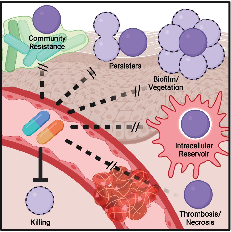 Frontiers  Antibiotic Treatment, Mechanisms for Failure, and Adjunctive  Therapies for Infections by Group A Streptococcus