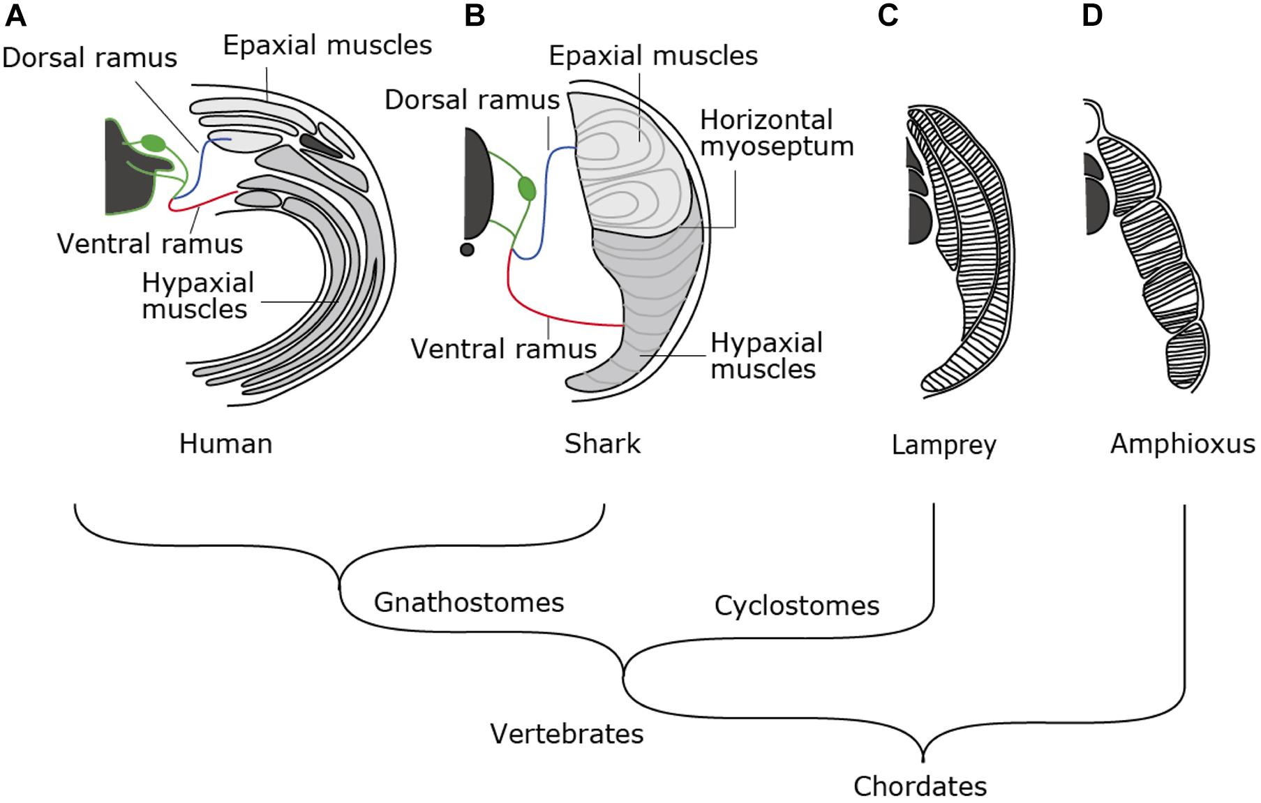 PELVIC GIRDLE OF BIRD-REPTILE-MAMMALE-COMPARITIVE ANATOMY