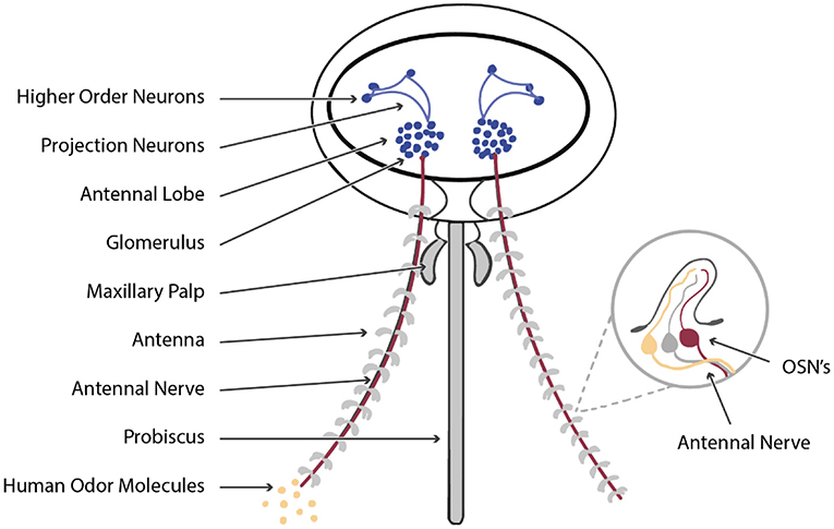 Figure 1 - The mosquito olfactory system, as if we were looking down at a mosquito’s head from above.