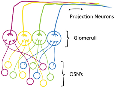 Figure 2 - The axons of OSNs meet the axons of other brain cells in brain structures called glomeruli.