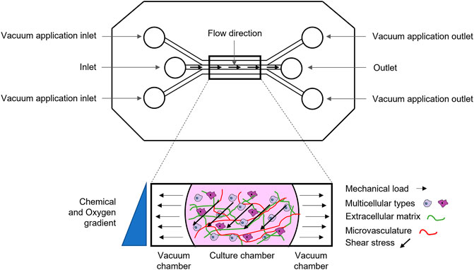 Macro- and microscale fluid flow systems for endothelial cell