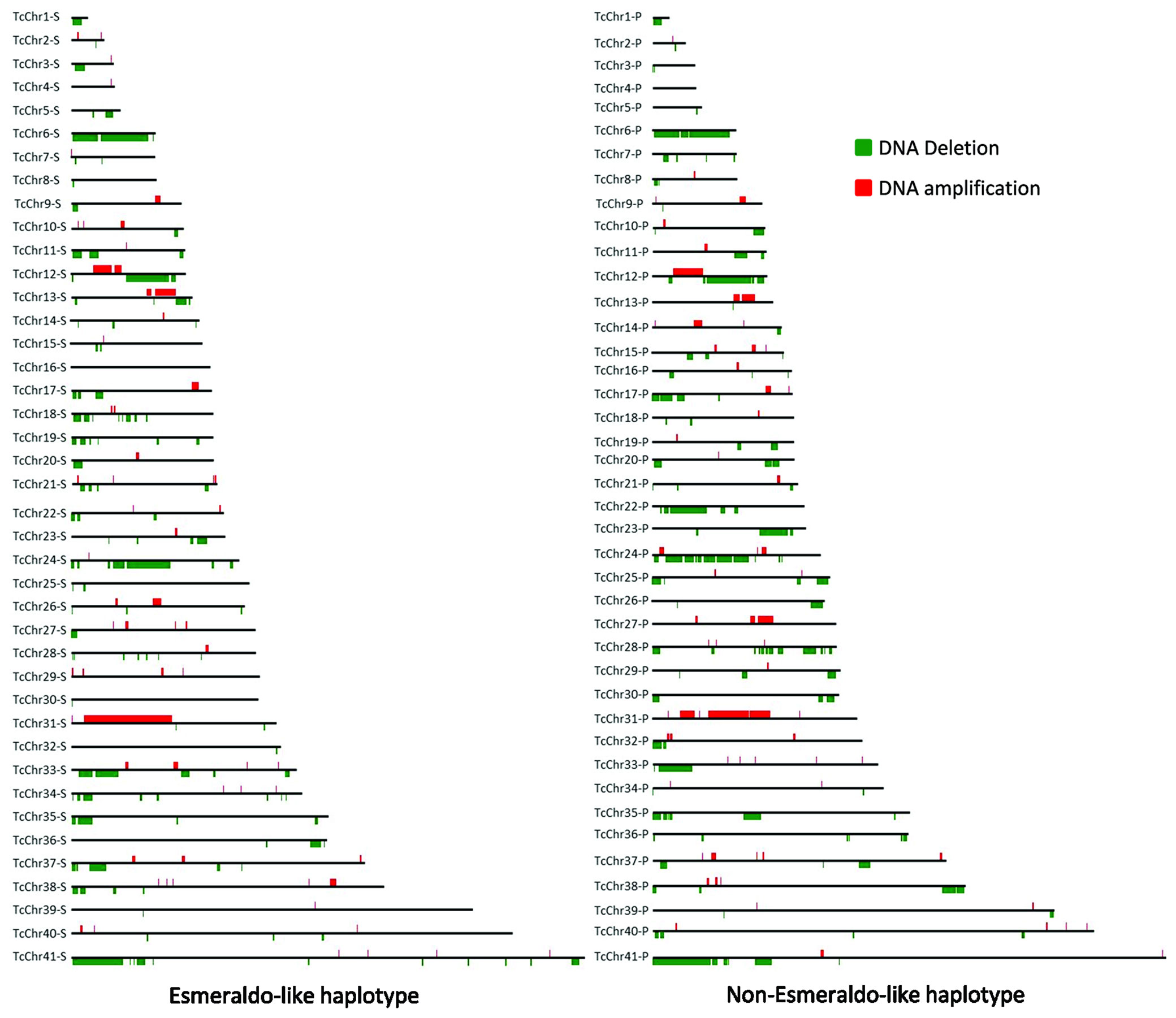 Frontiers  Trypanosoma cruzi Genomic Variability: Array