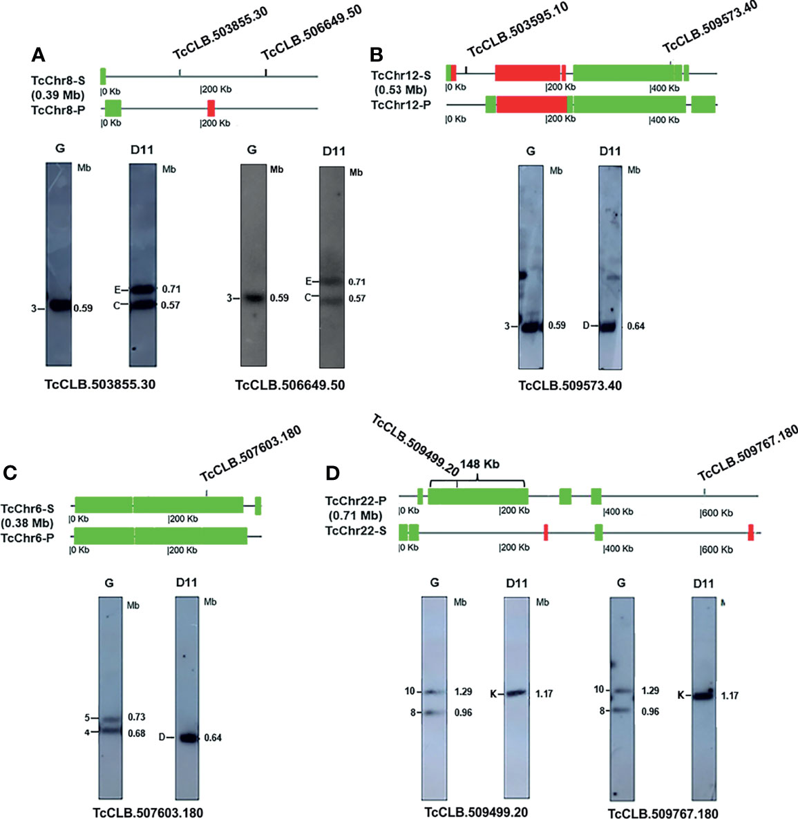 Frontiers  Trypanosoma cruzi Genomic Variability: Array