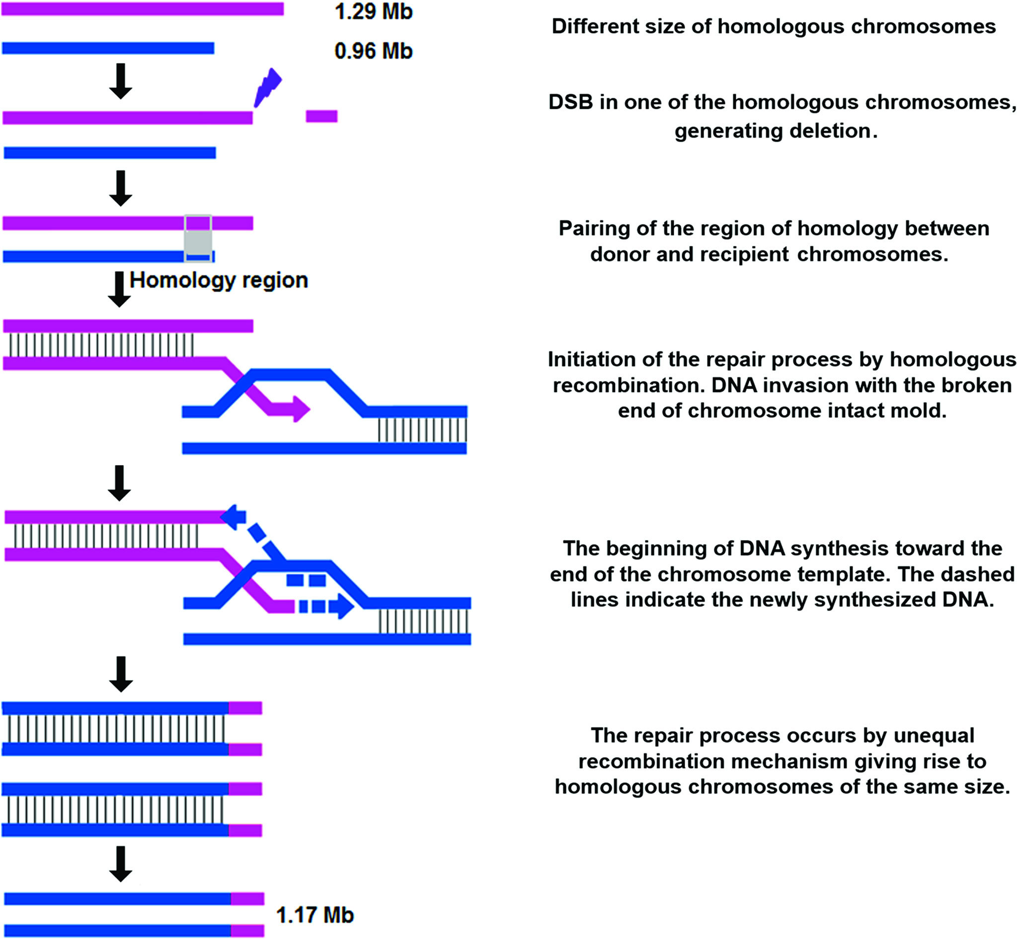 Frontiers  Trypanosoma cruzi Genomic Variability: Array