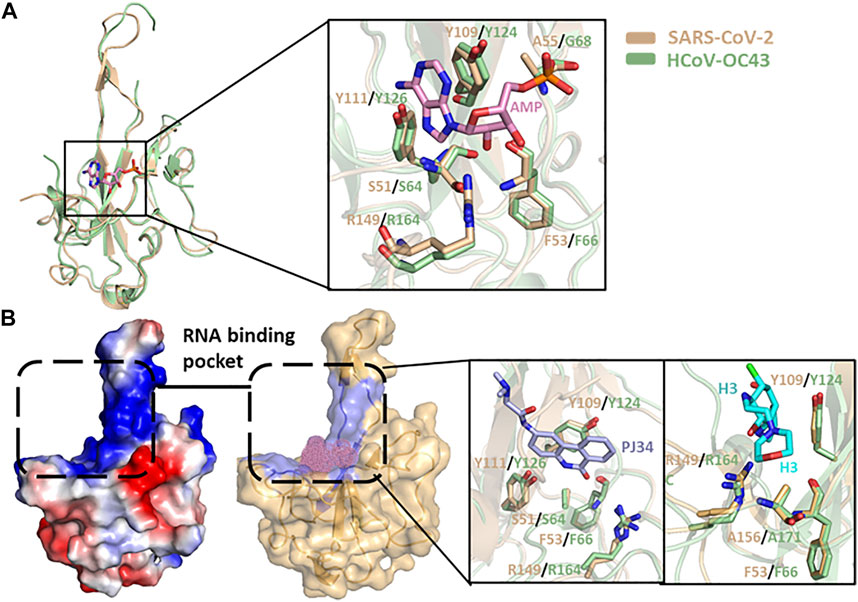 Frontiers  A Bioinformatics Approach to Investigate Structural and  Non-Structural Proteins in Human Coronaviruses